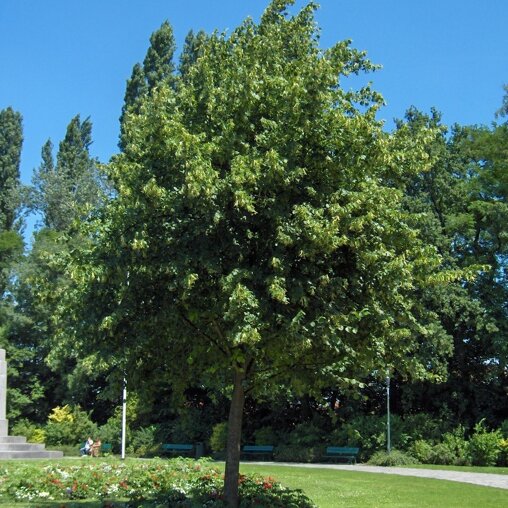 Tilia platyphyllos 'Flame du Vercours'